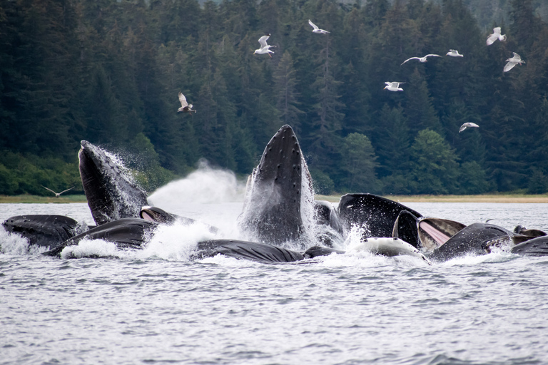 Hoonah: Icy Strait Whale Watch with Drone Filmography