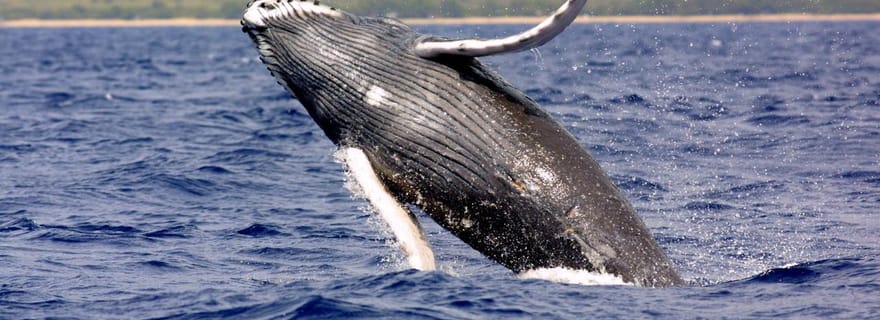 Hilo : Croisière d'observation des baleines à bosse avec collations et boissons