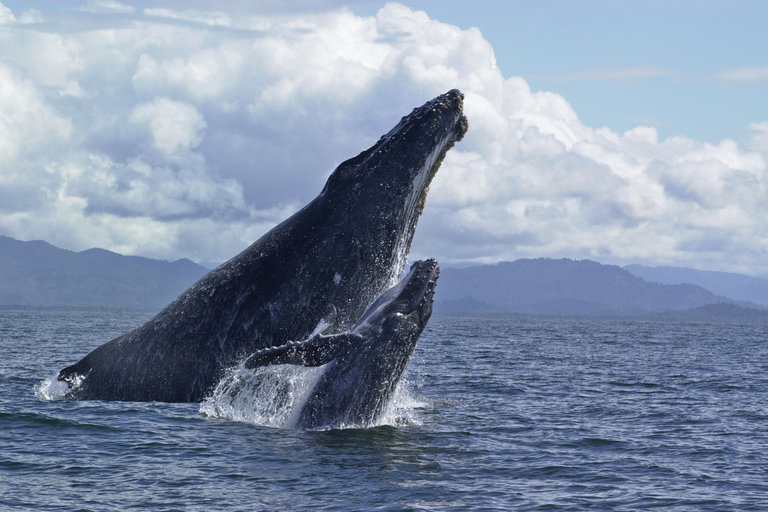 Hilo: Humpback Whale-Watching Cruise with Snacks and Drinks