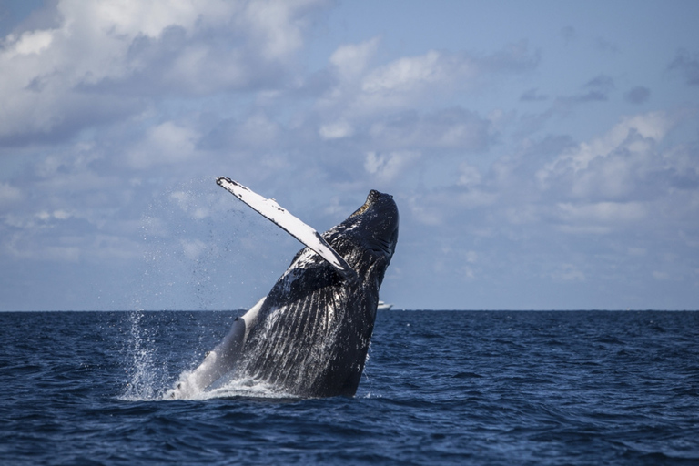 Hilo: Humpback Whale-Watching Cruise with Snacks and Drinks