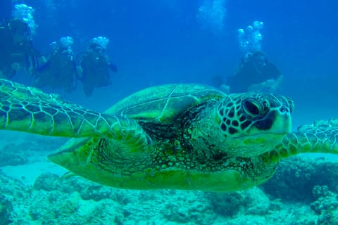 Shore Discover Scuba Diving Experience