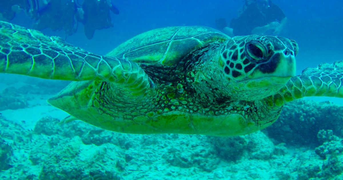 Shore Discover Scuba Diving Experience GetYourGuide