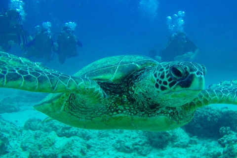 Hilo: 1-Tank Certified Beach Dive at Sea Turtle Cove 1-Tank Dive