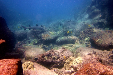 Hilo: plongée de plage certifiée avec 1 réservoir à Sea Turtle CovePlongée avec 1 réservoir