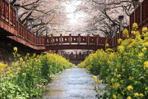 Весенний тур по цветущей вишне в Сеуле