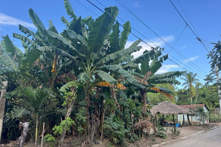 Puerto Plata: El Gallo Ecolodge Day Pass with Lunch