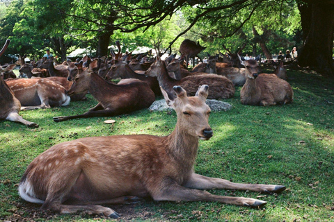Kyoto & Nara: Private Family Tour with Hotel Pickup