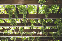 Privé halve dag Txakoli Wine Tour & Getaria vissersdorp - Housity
