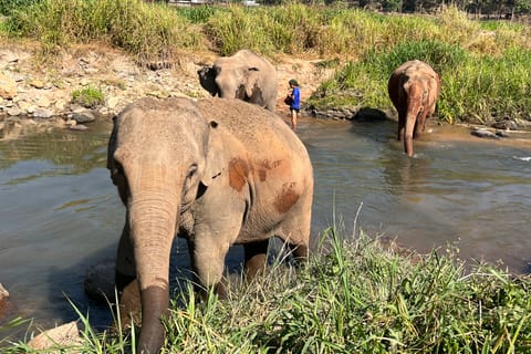 Doi Suthep Temple & Ethical Elephant Sanctuary Day Trip.