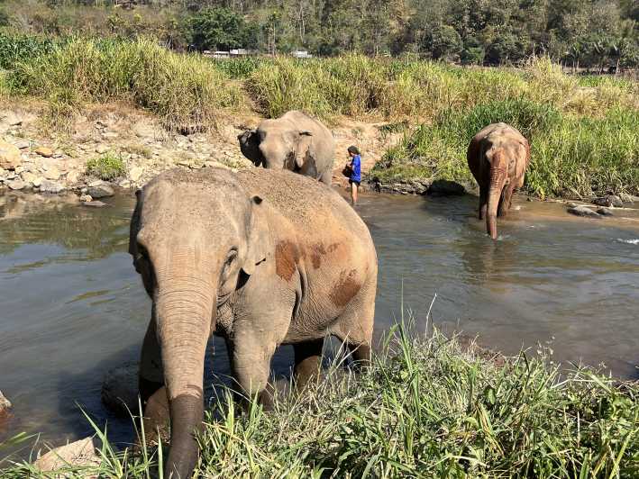 Doi Suthep Tempel & Ethical Elephant Sanctuary Tagesausflug.