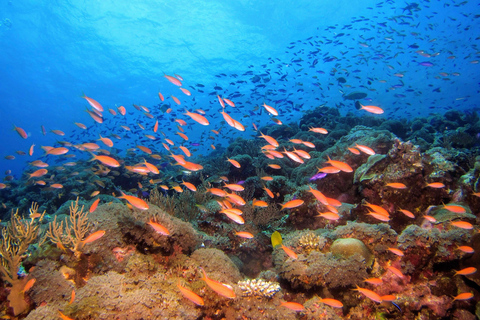 Buceo por primera vez y buceo certificado