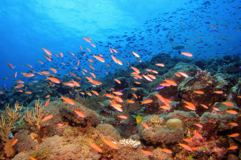 From Pattaya: Snorkeling or Beginner Scuba Diving Tour