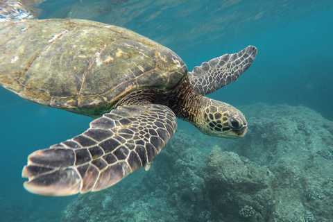 Från Pattaya: Snorkling eller nybörjartur i dykning