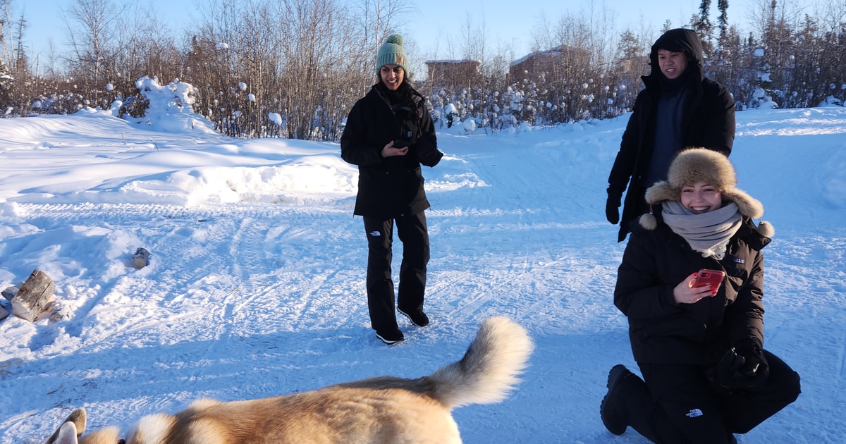 Yellowknife Dog Sledding Tour GetYourGuide