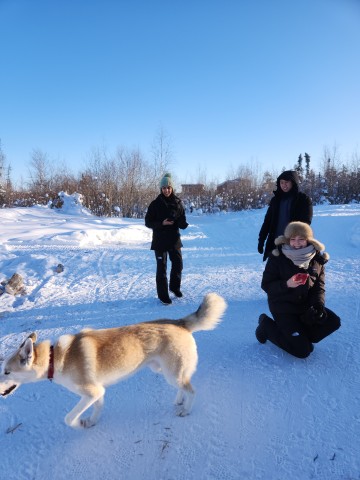 Visit Yellowknife Dog Sledding Tour in Yellowknife, Canada