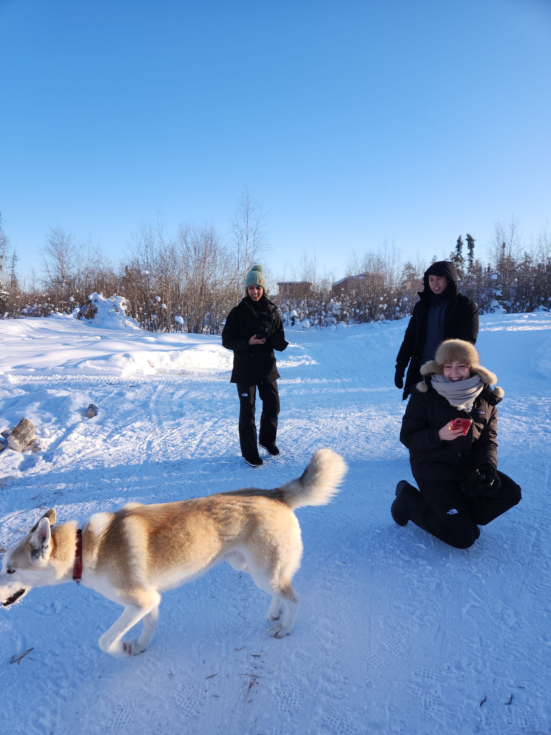 Yellowknife: Hundeschlittentour