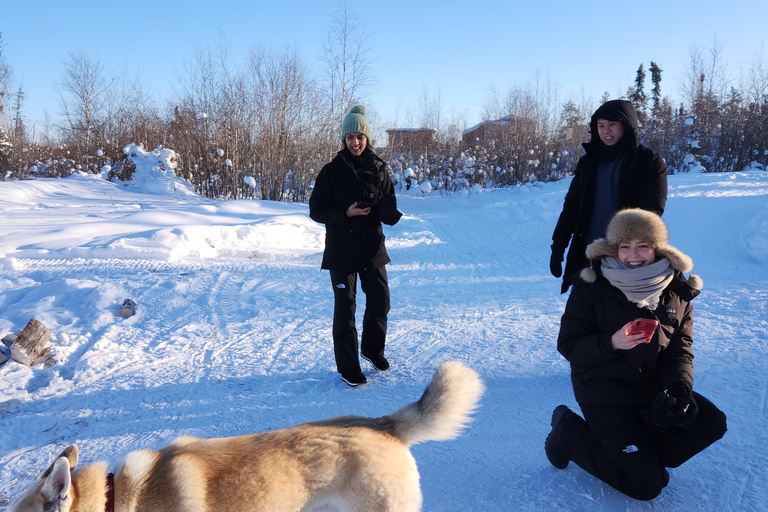 Yellowknife: Dog Sledding Tour