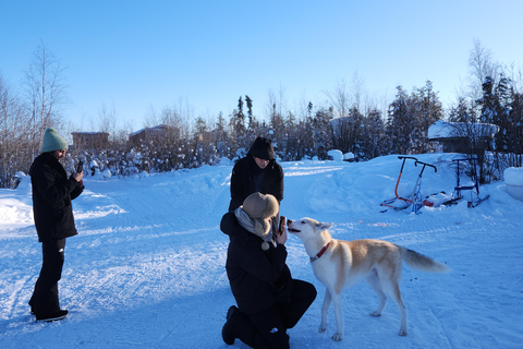 Yellowknife: Dog Sledding Tour