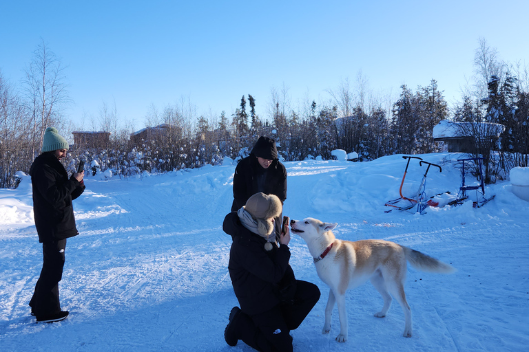 Yellowknife: Dog Sledding Tour