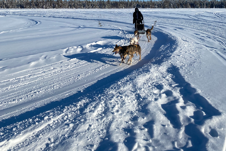Yellowknife: Dog Sledding Tour