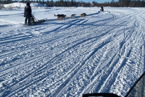 Yellowknife: Dog Sledding Tour
