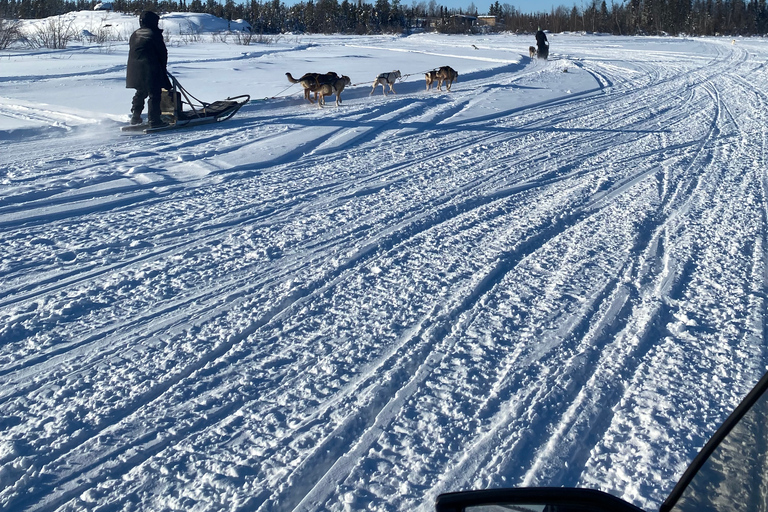 Yellowknife: Dog Sledding Tour