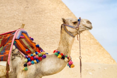 Desde Sharm El Sheikh: excursión de un día al Museo Egipcio y las Pirámides