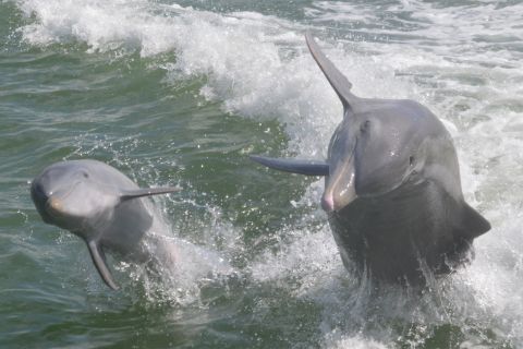Naples, FL: Manatee and Dolphin Cruise to 10,000 Islands