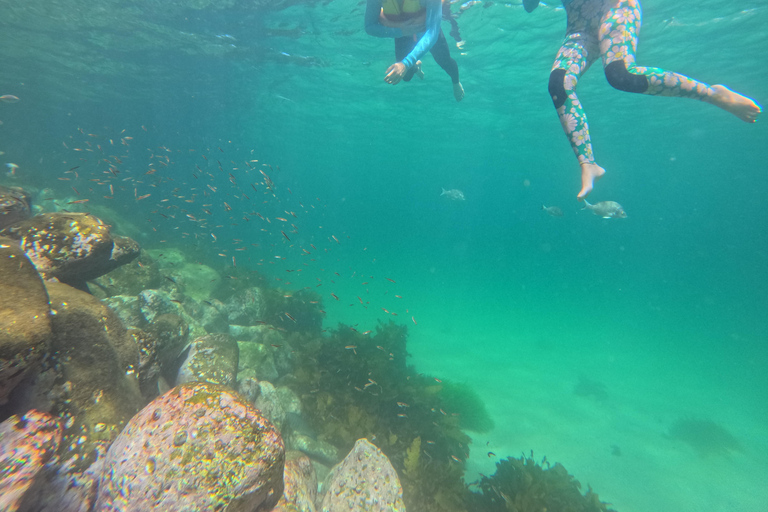Manly Beach Guided Snorkeling Tours Open Group Tour