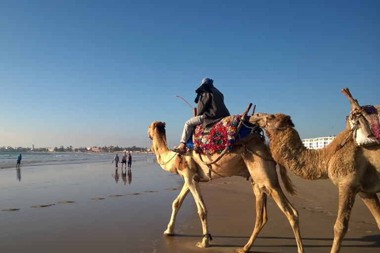 Fantastic day trip to Essaouira