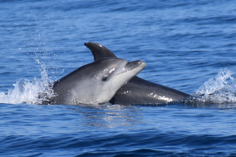 NOWE Lagos: Obserwacja delfinów i Benagil z biologami morskimiLagos: Obserwacja delfinów i wycieczka Benagil z biologami morskimi
