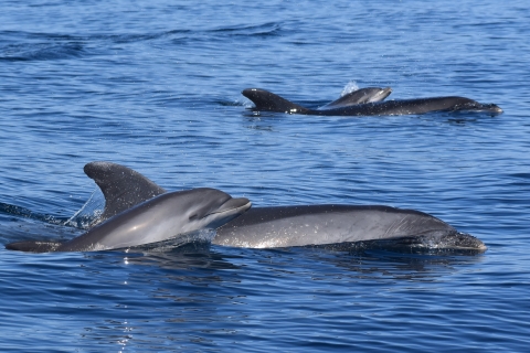 NIEUW Lagos: Dolfijnen kijken & Benagil met mariene biologenLagos: Dolfijnen kijken & Benagil trip met mariene biologen