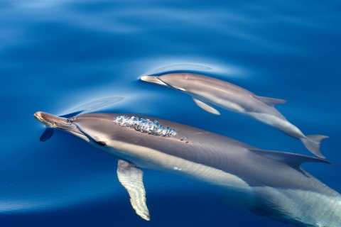 NOWE Lagos: Obserwacja delfinów i Benagil z biologami morskimiLagos: Obserwacja delfinów i wycieczka Benagil z biologami morskimi