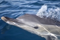 Lagos, observación de delfines y benagil cueva con/ guía marina - Housity