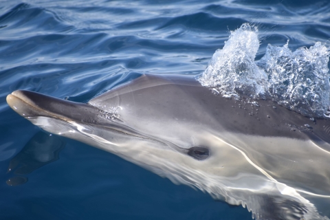 NUEVO Lagos: Observación de Delfines y Benagil con Biólogos MarinosLagos: Observación de delfines y excursión a Benagil con biólogos marinos