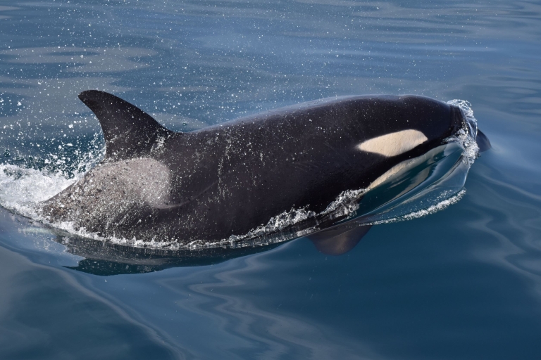 NEW Lagos: Delfinbeobachtung und Benagil mit MeeresbiologenLagos: Delfinbeobachtung und Benagil-Ausflug mit Meeresbiologen