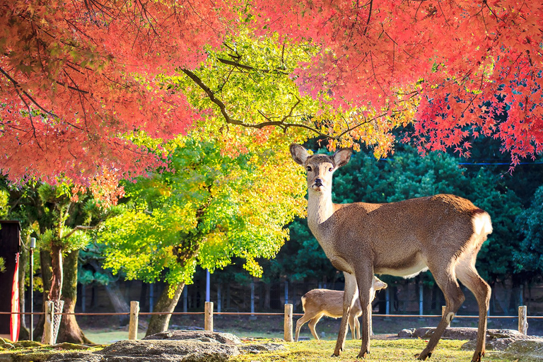 Desde Osaka: Excursión Privada de un Día a Nara