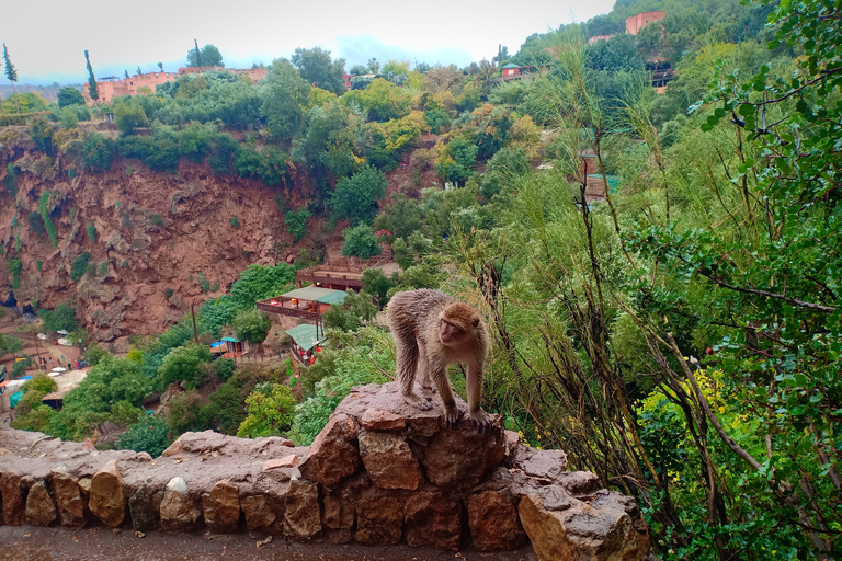 Ouzoud Waterfalls Day Trip