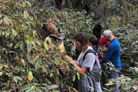 Kilimandjaro : excursion d'une journée aux chutes d'eau, randonnée et visite du caféKilimandjaro : chutes d'eau, visite culturelle et ferme de café