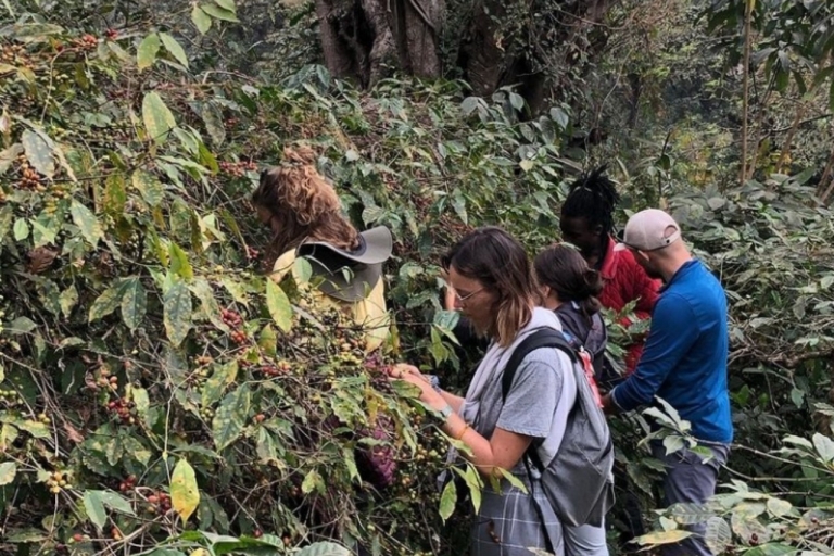 Kilimandjaro : excursion d'une journée aux chutes d'eau, randonnée et visite du caféKilimandjaro : chutes d'eau, visite culturelle et ferme de café