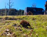 De Hobart, visite d'une journée complète de la montagne de Berdle - Hizvo