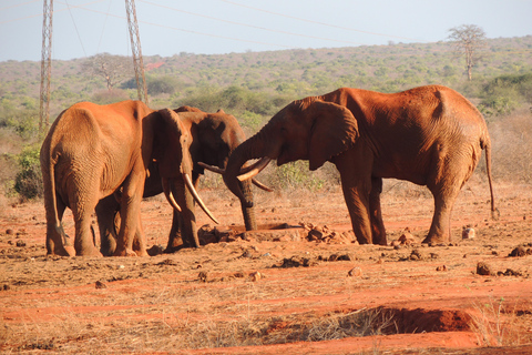 TSAVO EAST: 1 DAY TRIP FROM MOMBASA