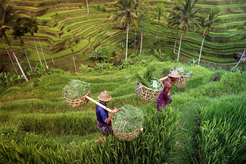 Ubud: Terraços de Arroz e Aldeias Excursão de bicicleta elétrica de meio dia para pneus gordos