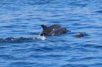 Kos Town, Boot Bottom Boat Cruise avec arrêts de natation - Housity