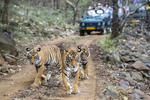 From Delhi: 5-Days Golden Triangle & Ranthambore Tiger Tour Driver, Car, Tour Guide and Safari Ride