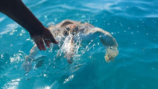 Visit São Vicente Swimming and Snorkeling Tour with Sea Turtles in Mindelo, São Vicente