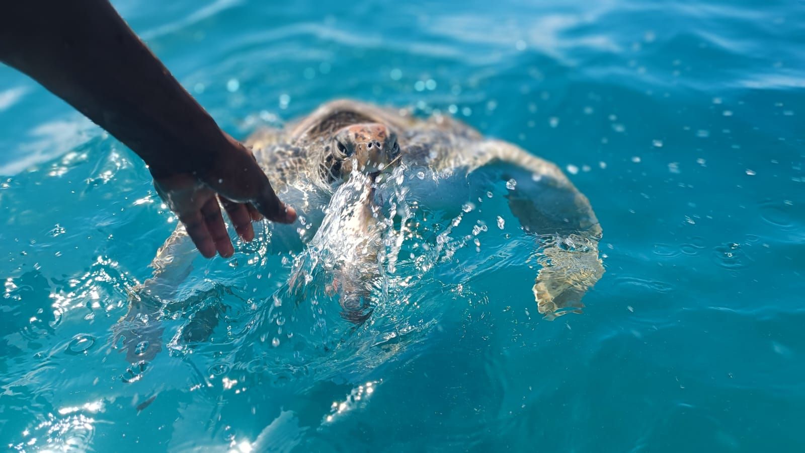 São Vicente: Schwimmen und Schnorcheln mit Meeresschildkröten