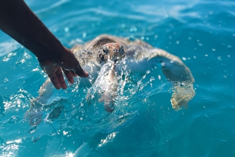 São Vicente: Swim with sea turtles