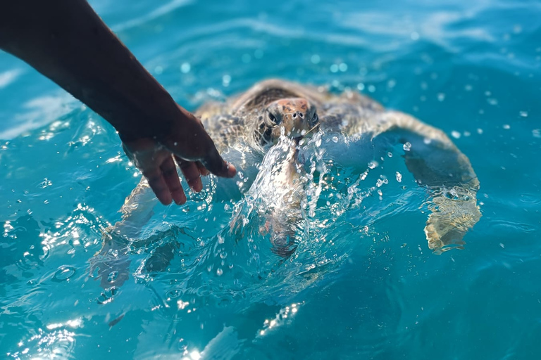 São Vicente: Swim with sea turtles