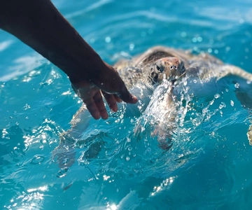São Vicente: Swimming and Snorkeling Tour with Sea Turtles